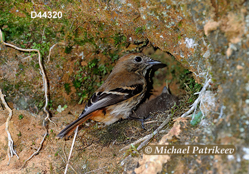 Blue-billed Black Tyrant (Knipolegus cyanirostris)